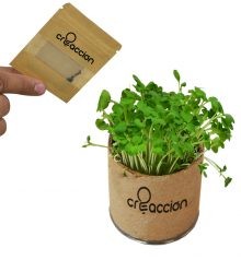 Maceta Tubo de Cartón